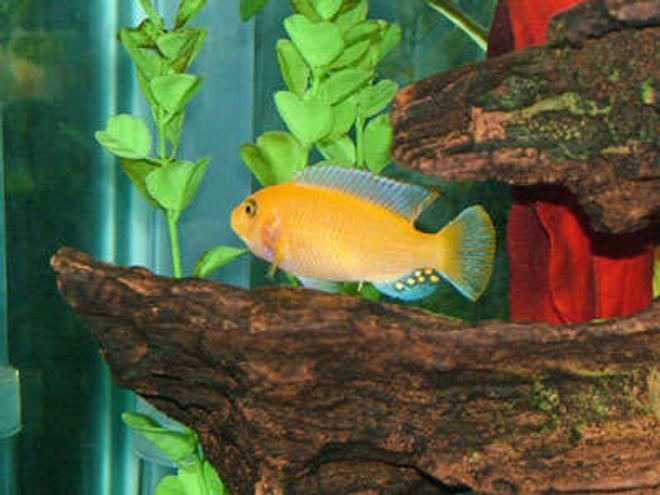 freshwater fish - pseudotropheus estherae - red zebra cichlid stocking in 55 gallons tank - My name is Crush and im a Red Zebra Cichlid. I may be small but I  pack a mean punch and the rest of the dummies in my school pretty much leave me alone.