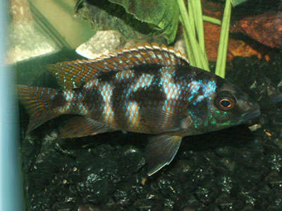 freshwater fish - cheilochromis euchilus - big-lipped cichlid stocking in 55 gallons tank - My name is Punk and Im a Big Lipped Cichlid. I got my name because I will punk you and have been the ill fate to many an unwanted rival so stay out of my way or else.