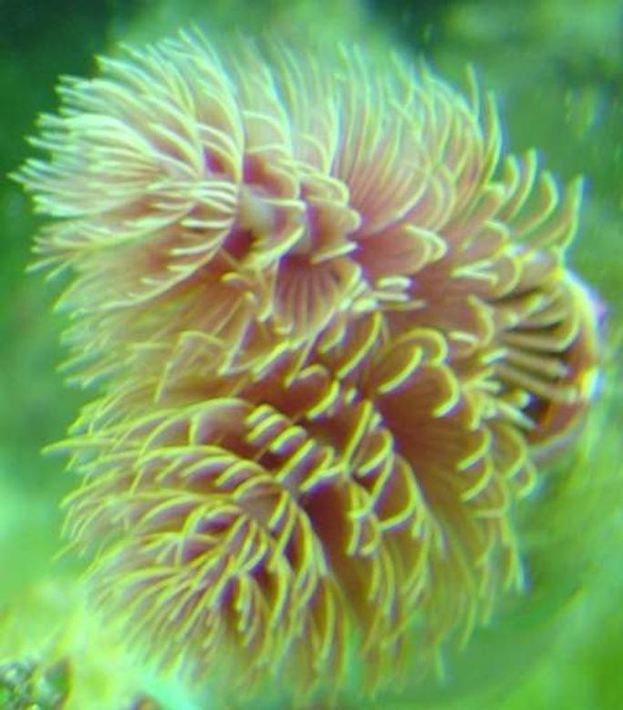 corals inverts - protula bispiralis - hard tube coco worm stocking in 29 gallons tank - a cocoa worm in my tank