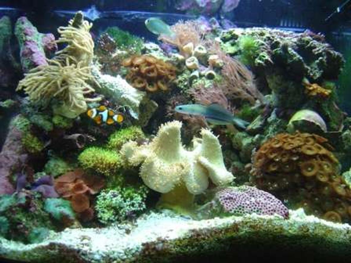29 gallons reef tank (mostly live coral and fish) - my cube