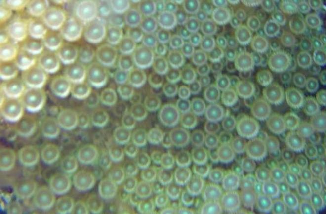 corals inverts - zoanthus sp. - colony polyp stocking in 29 gallons tank - zooanthids