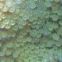 corals inverts - zoanthus sp. - colony polyp stocking in 29 gallons tank - zooanthids