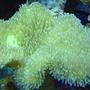 corals inverts - sarcophyton sp. - toadstool mushroom leather coral stocking in 29 gallons tank - Nice finger leather