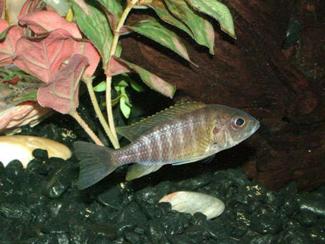 freshwater fish - aulonocara baenschi - sunshine peacock stocking in 55 gallons tank - Hi my name is Shadow and I am also a Peacock Cichlid. I am one of the newest additions to this community and havent really established my outstanding personality as of yet, but I love to hang out in the backround and shadows. I am a watcher and not a participator and feel most at ease when others dont even know Im here.