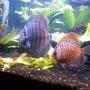 freshwater fish - symphysodon aequifasciata - royal blue discus stocking in 60 gallons tank - Two first discus in 3 month old 60 gal planted tank ill get new pics up soon