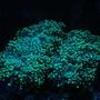 corals inverts - euphyllia paradivisa - frogspawn coral stocking in 50 gallons tank - frogspawn under actinics