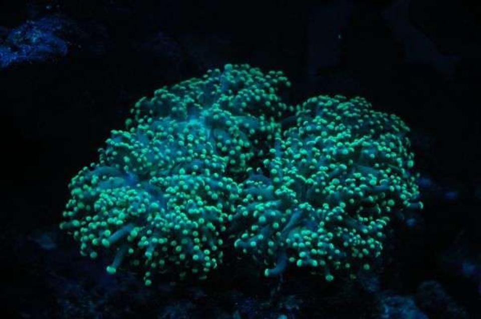 corals inverts - euphyllia paradivisa - frogspawn coral stocking in 50 gallons tank - frogspawn under actinics