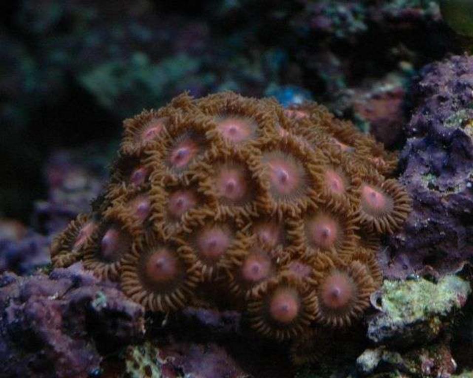 corals inverts - zoanthus sp. - colony polyp stocking in 50 gallons tank - Zoos