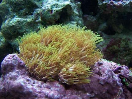 corals inverts - briareum sp. - starburst polyp stocking in 72 gallons tank - Green Star Polyps
