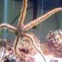corals inverts - ophiothrix sp. - brittle sea star stocking in 30 gallons tank - green bristle starfish all spread out on the front glass