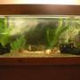 70 gallons freshwater fish tank (mostly fish and non-living decorations) - my 70gal
