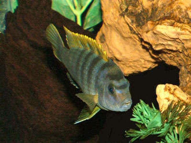freshwater fish - labidochromis sp. - hongi stocking in 55 gallons tank - My name is Stryper and I have proven to be very diffacult to capture on film. I have vicious teeth and a bite to prove it so leave me alone and you won't get hurt.