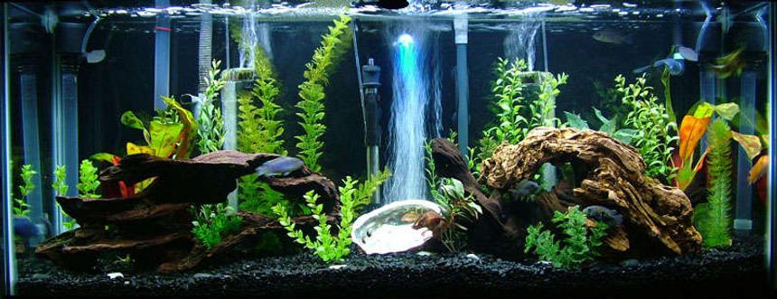Rated #36: 55 Gallons Freshwater Fish Tank - My 55 Gallon Cichlid Community