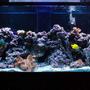 190 gallons reef tank (mostly live coral and fish) - Our tank, all cleaned, fixed, and in good working order! finally