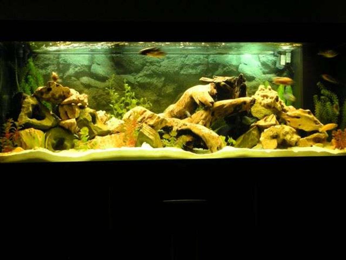 105 gallons freshwater fish tank (mostly fish and non-living decorations) - My 400LT Setup