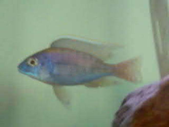 freshwater fish - protomelas ornatus stocking in 32 gallons tank - Protomelas Ornatus?