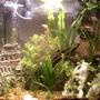30 gallons planted tank (mostly live plants and fish) - 30g