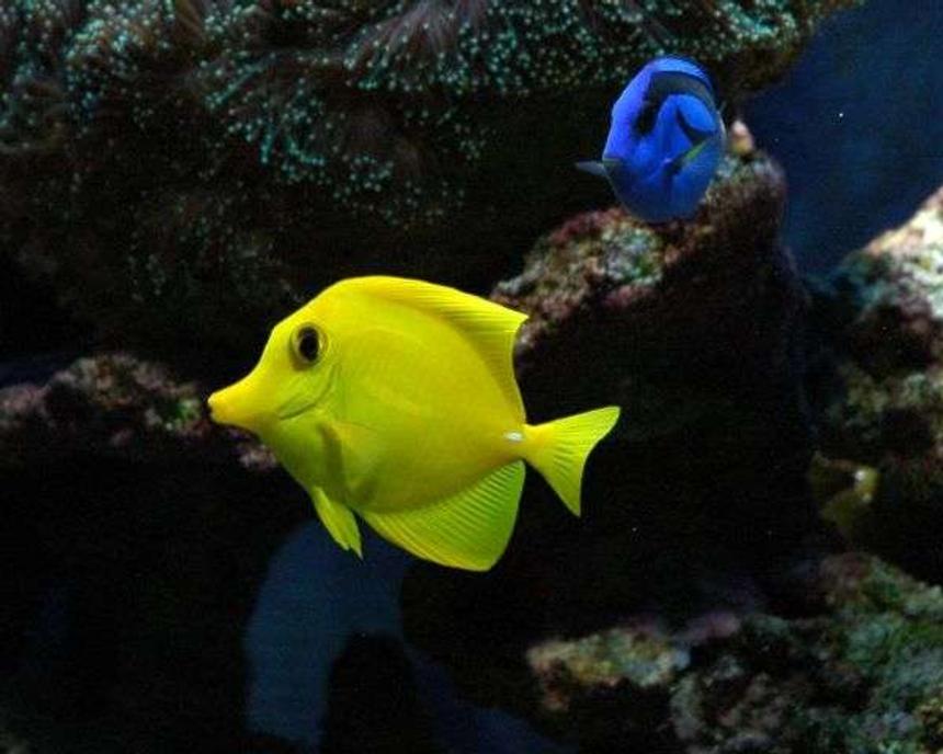 Rated #33: Saltwater Fish - Zebrasoma Flavescens - Yellow Tang - Hawaii Stocking In 50 Gallons Tank - Tangs
