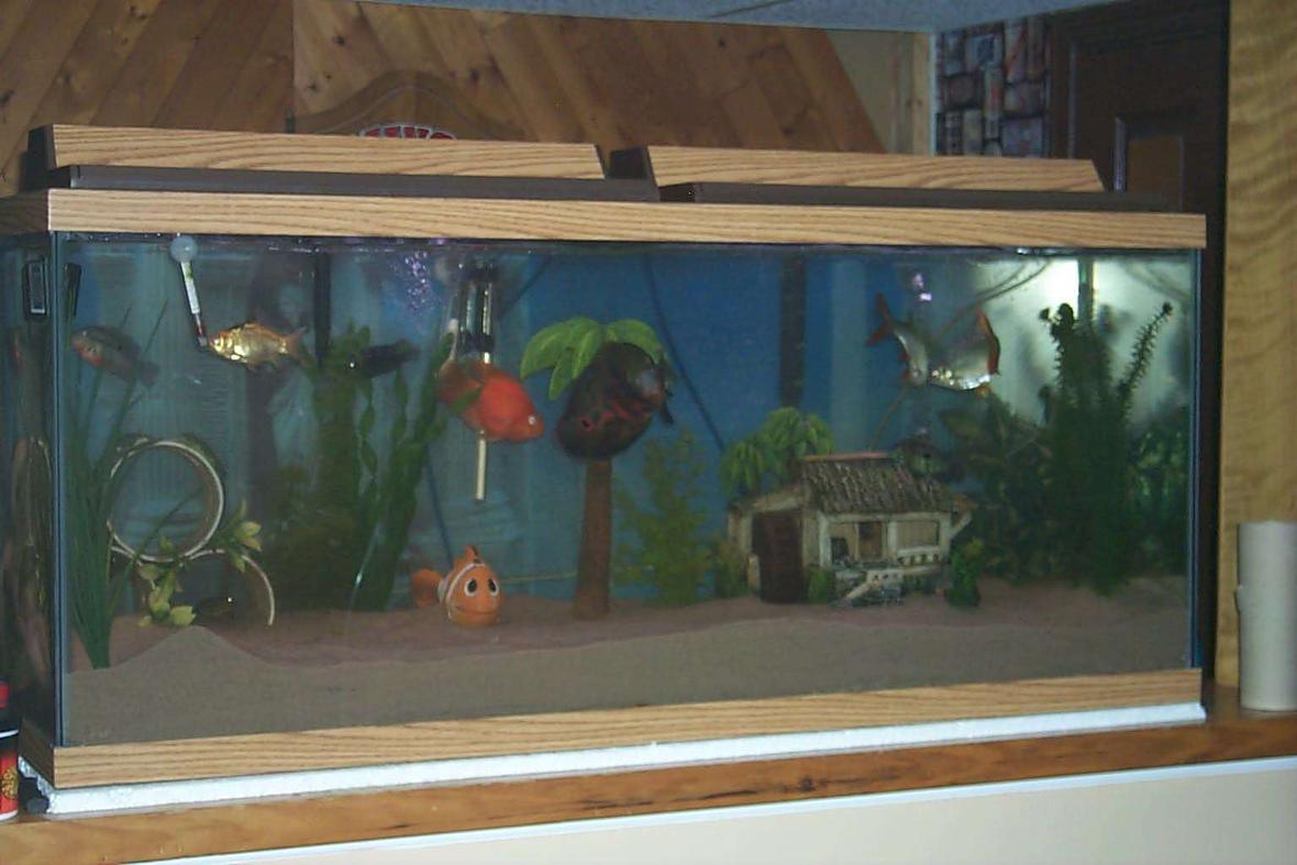 75 gallons freshwater fish tank (mostly fish and non-living decorations) - Mr. Simmons and his buds