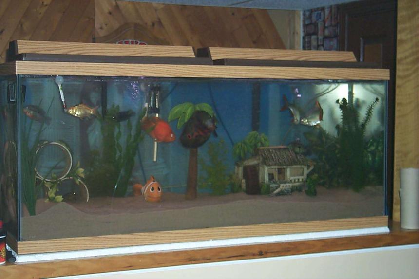Rated #519: 75 Gallons Freshwater Fish Tank - Mr. Simmons and his buds