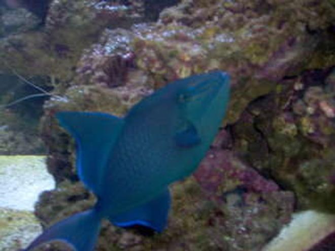 saltwater fish - odonus niger - niger triggerfish stocking in 75 gallons tank - My Niger Trigger