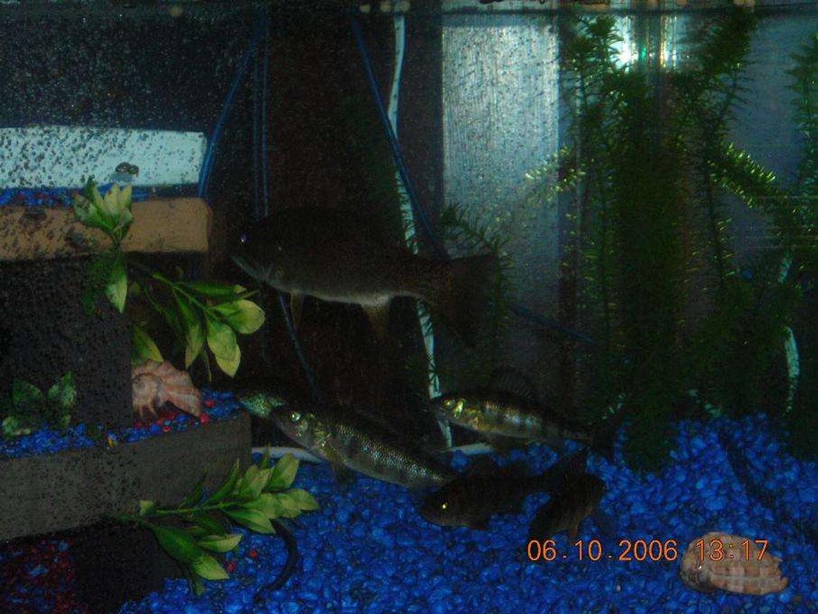 freshwater fish - micropterus dolomieu - smallmouth bass stocking in 75 gallons tank - Small Mouth Bass and Perch