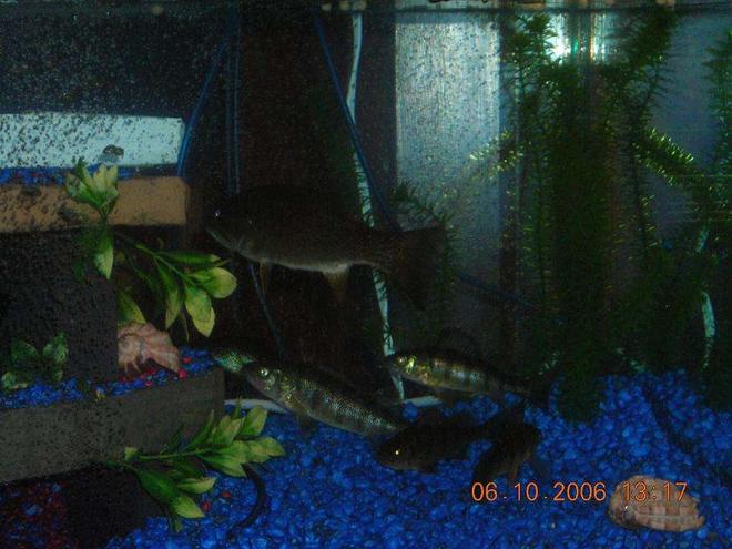 freshwater fish - micropterus dolomieu - smallmouth bass stocking in 75 gallons tank - Small Mouth Bass and Perch