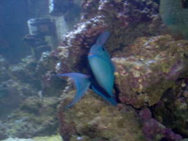 saltwater fish - odonus niger - niger triggerfish stocking in 75 gallons tank - My Niger Trigger