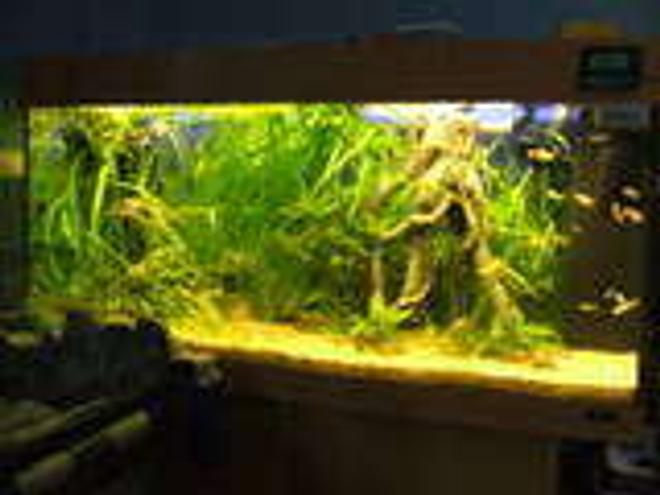 45 gallons planted tank (mostly live plants and fish) - started as a traditional planted tank, but has developed into more of a jungle look, at i like it this way