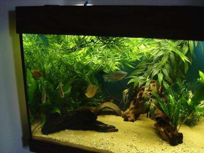 freshwater fish - metynnis argenteus - silver dollar stocking in 40 gallons tank - My three dollars