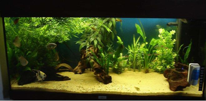 40 gallons freshwater fish tank (mostly fish and non-living decorations) - My tank