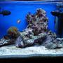 25 gallons reef tank (mostly live coral and fish) - My tank