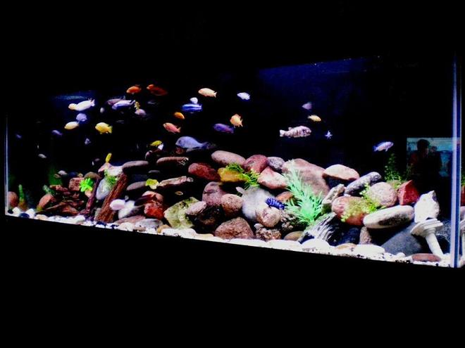 125 gallons freshwater fish tank (mostly fish and non-living decorations) - All African Cichlids most from Lake Malawi

Decorations Include:
Various Rocks
Real and Fake Wood
Plastic Plants