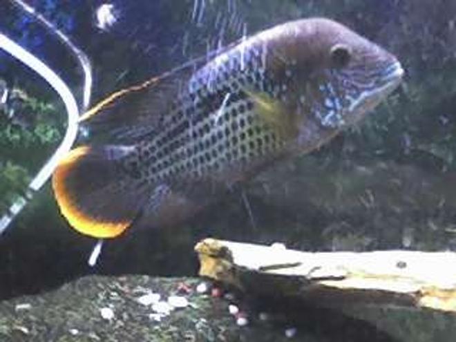 freshwater fish - aequidens rivulatus - green terror stocking in 55 gallons tank - 6 in. red terror king of the tank