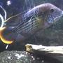 freshwater fish - aequidens rivulatus - green terror stocking in 55 gallons tank - 6 in. red terror king of the tank