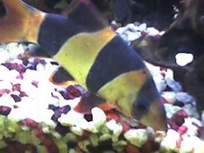 freshwater fish - botia macracantha - clown loach stocking in 55 gallons tank - 4 year old clown loach 4 in.