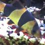 freshwater fish - botia macracantha - clown loach stocking in 55 gallons tank - 4 year old clown loach 4 in.
