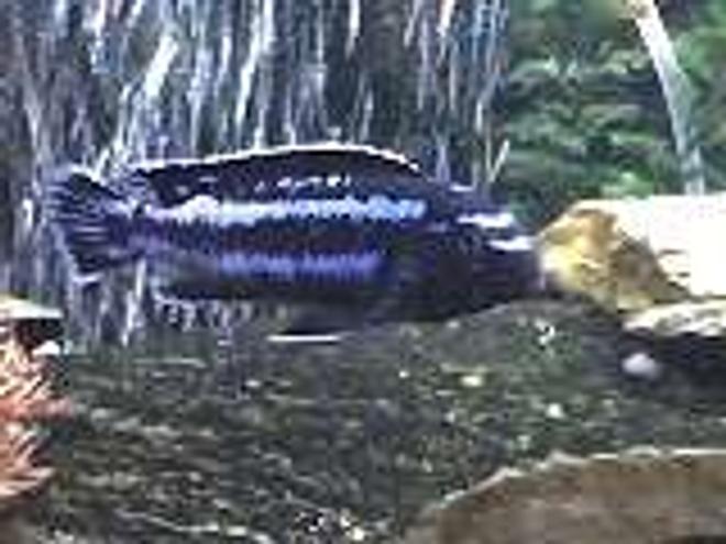 freshwater fish - melanochromis johannii - johanni cichlid stocking in 55 gallons tank - electric blue johanni 4 in.