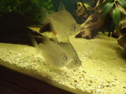 freshwater fish - metynnis argenteus - silver dollar stocking in 40 gallons tank - My trio. I love all my fish but my dollars are such characters!
