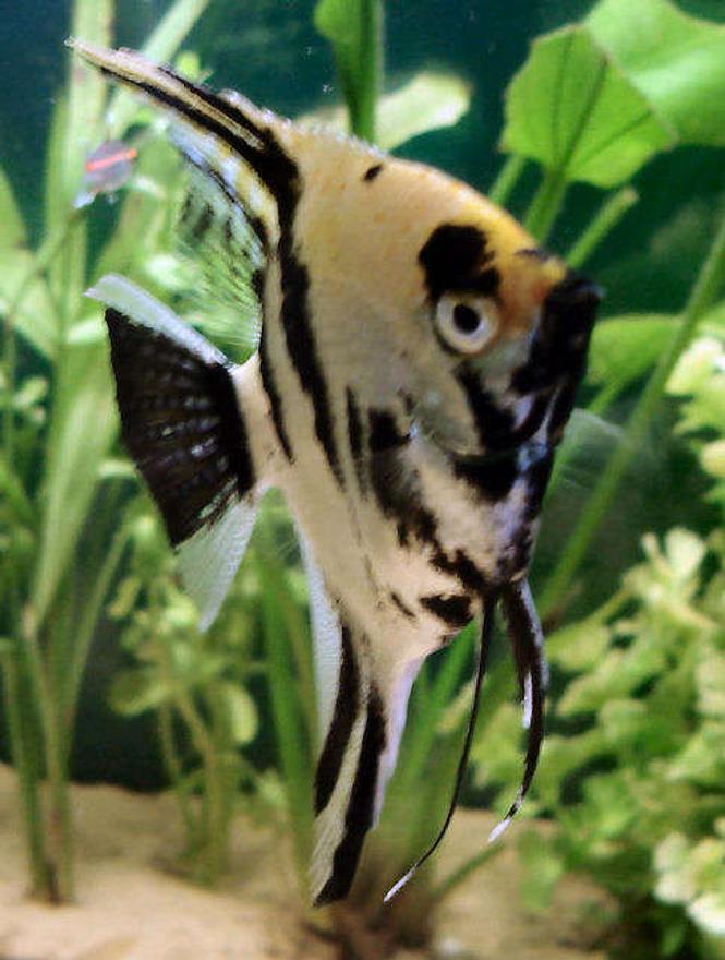 freshwater fish - pterophyllum sp. - koi angel stocking in 40 gallons tank - My angel fish. I have had him for 3 years.
