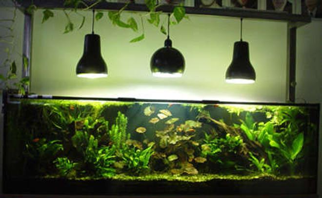 75 gallons planted tank (mostly live plants and fish) - Tank after 2 years