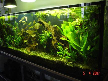 75 gallons planted tank (mostly live plants and fish) - Detail of the 