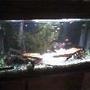 55 gallons freshwater fish tank (mostly fish and non-living decorations) - my other tank. its a 30 gallon community tank
