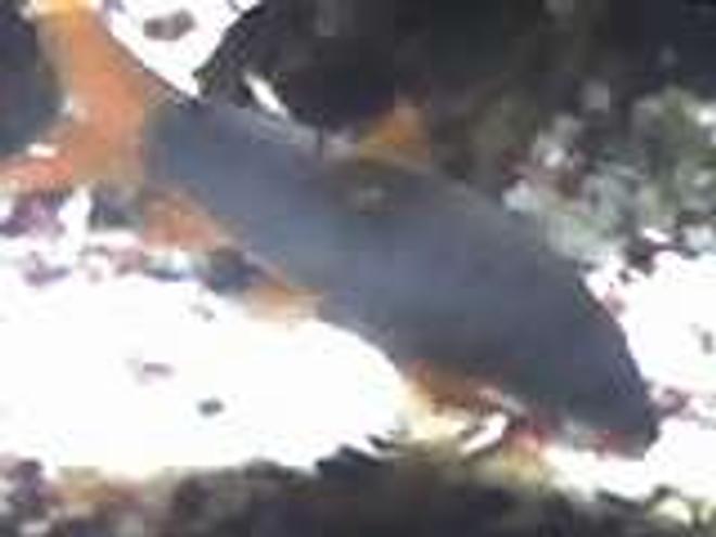 freshwater fish - botia modesta - redtail botia loach stocking in 55 gallons tank - 5 in red tail loach