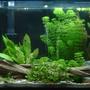 40 gallons planted tank (mostly live plants and fish) - 38 gallon planted. only a 20watt superflux bulb. Driftwood, rocks, sand substrate. floating is a piece of driftwood with mass amounts of java moss growing on it.