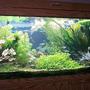 29 gallons planted tank (mostly live plants and fish) - My first Tank