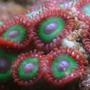 corals inverts - zoanthus sp. stocking in 25 gallons tank - Green zoos