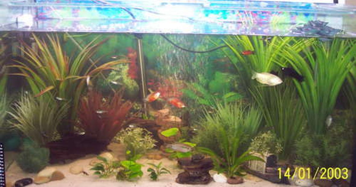 45 gallons freshwater fish tank (mostly fish and non-living decorations) - 160L Community Tank (Date on the pic os wrong)