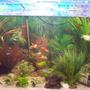 45 gallons freshwater fish tank (mostly fish and non-living decorations) - 160L Community Tank (Date on the pic os wrong)