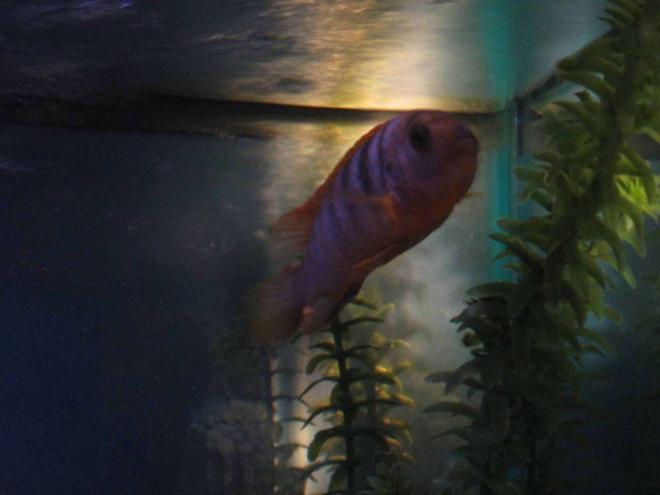 freshwater fish - labidochromis sp. - hongi stocking in 55 gallons tank - Labidochromis "Hongi"